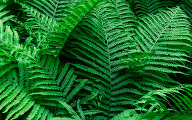 Tropical Green Leaves Fern Nature background close-up bush UFO