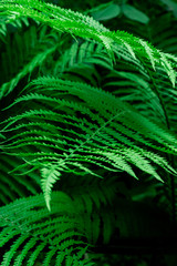 Tropical Green Leaves Fern Nature background close-up bush UFO