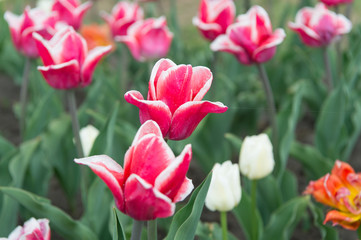 gardening and floristics. nature beauty and freshness. Growing tulips for sale. flowers for shop. tulip blooming in spring. bright tulip flower field. summer field of flowers. Beginning of life