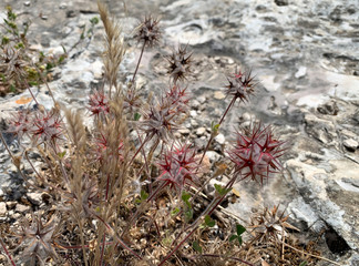 Dried star clover flowers (lat.- Trifolium stellatum)