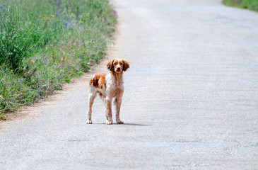 Breton dog on the road path
