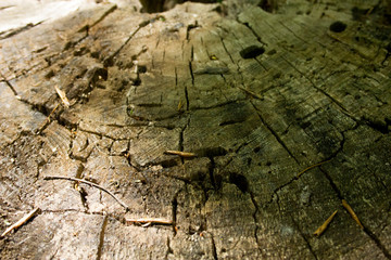 stump in the forest