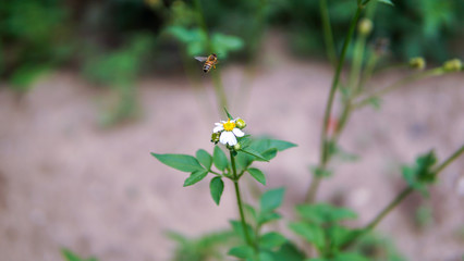 Honey bees pollinating on flower in the garden.