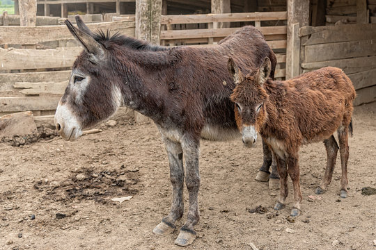Two cute donkeys in farm