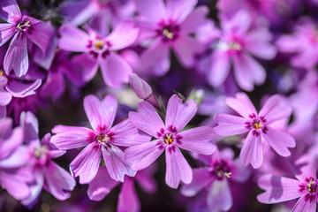Fototapeta na wymiar beautiful purple flowers with dew drops on petals in sunshine, close view 
