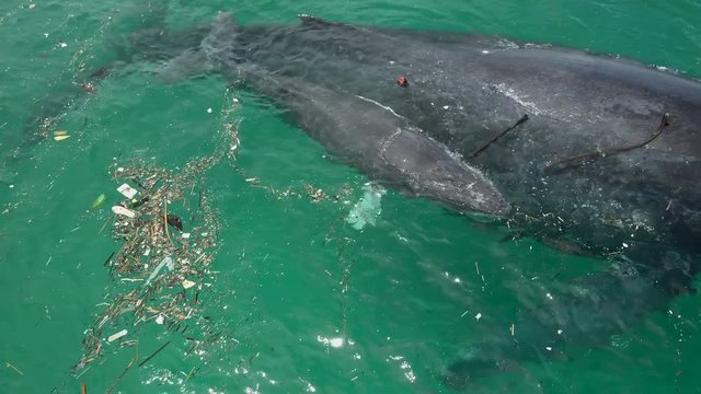 Humpback Whale and Calf Among Floating Ocean Garbage. Isla Conadora, Las Perlas Panama