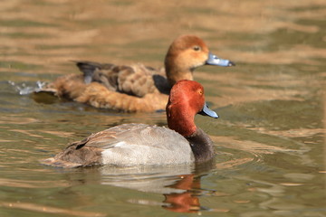 Redhead duck male and female Aythya americana - 350314001