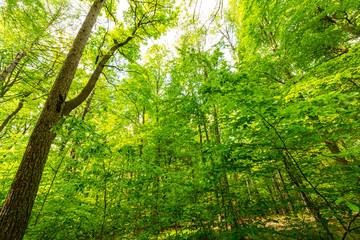 Thick green foliage of the forest in spring season. Path full of brown fallen leaves, tall trees, long branches and big green leaves in trees decorate a beautiful landscape scene.
