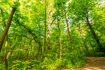Thick green foliage of the forest in spring season. Path full of brown fallen leaves, tall trees, long branches and big green leaves in trees decorate a beautiful landscape scene.