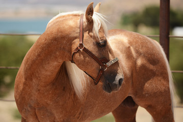 Garañones, Sementales Cuarto de milla AQHA