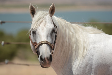 Garañones, Sementales Cuarto de milla AQHA