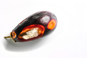 Overripe eggplant with mold. A spoiled vegetable. The concept of Ugly products. Copy space