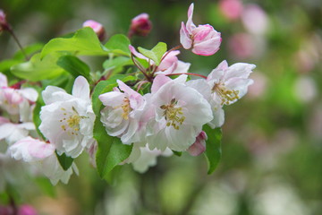 Closeup of a branch with apple blossoms.