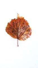 speckled auburn autumn leaf isolated on white