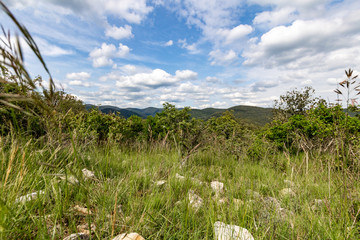 Montagnes et forêts des Cévennes à perte de vue avec des brins d'herbe au premier plan