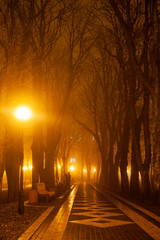 The avenue of city park at night. Kyiv, Ukraine.