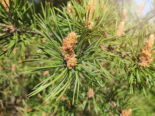 Young green shoots of Coniferous tree in a natural forest. Brown shoots of pine needle leaves. Green young leaves of Pine tree.Pine branch with young cones..