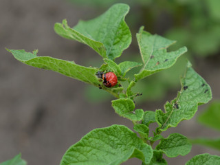 Colorado potato beetle larva on a potato leaf.