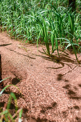 Bright green blades of grass in a small transparent creek with a sandy beige bottom