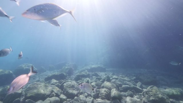 group of fish sea breams underwater  swimming ovean scenery of fish slow