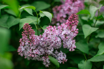  A branch with spring flowers of lilac, against a background of green foliage. Selective focus macro shot with shallow DOF