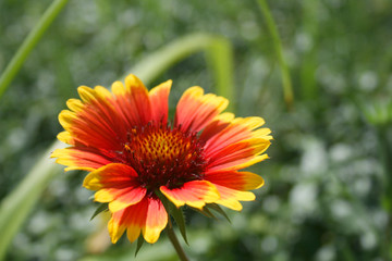 Beatiful echinacea in the garden