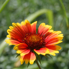 Beatiful echinacea in the garden