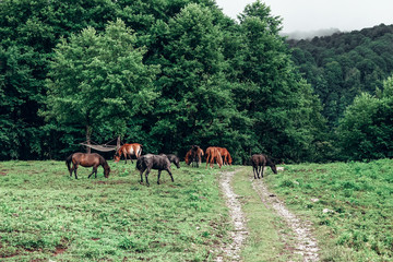 Plakat horses on the meadow