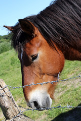 cheval de trait brun