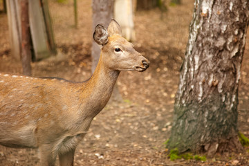 The  deer walk in the forest