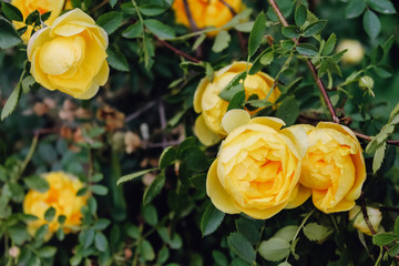 Beautiful bush of yellow tea rose. background