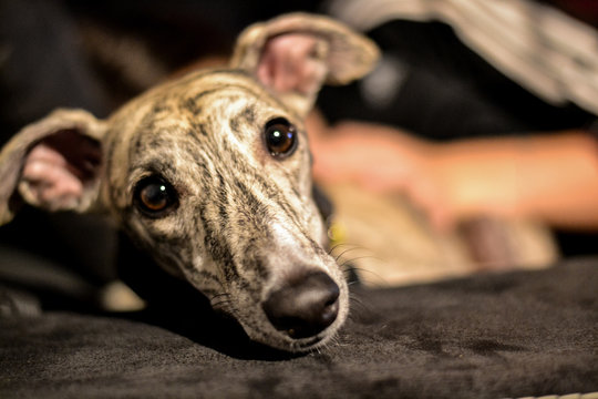 portrait of a dog, greyhound dog