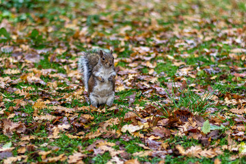 squirrel on the ground, autumn