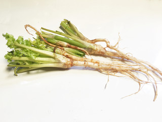 bunch of coriander roots isolated on white background