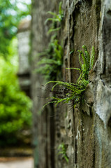 Fern in a wall