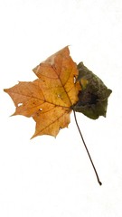 yellow gold and deep dark green design on this autumn leaf isolated on white 