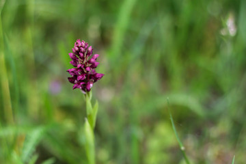 Wildflowers close up, pleasant burgundy shade.