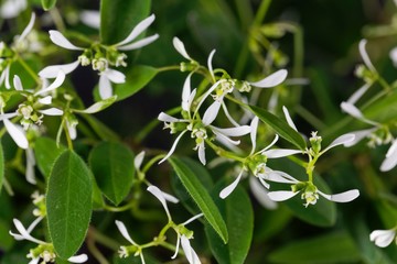 Grassleaf spurge, Euphorbia graminea.