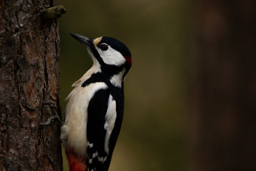 Close-up of Great spotted woodpecker clinging to a tree wit claws clearly visible, with blurry background.