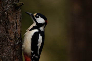 Fototapeta premium Close-up of Great spotted woodpecker clinging to a tree wit claws clearly visible, with blurry background.