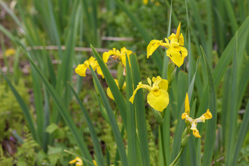Obraz premium Plant iris, wild, bushes. Wildflowers close up.