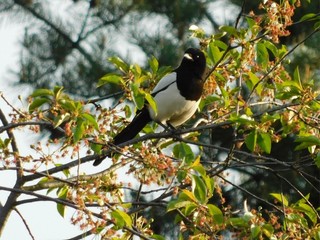 bird on the branch, wild nature, bird background