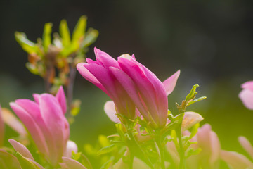 Fototapeta premium Magnolia soulangeana, the saucer magnolia, Magnoliaceae, developing buds, growing flowers on the tree, nature, plant, beauty