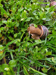A snail crawls on the green grass