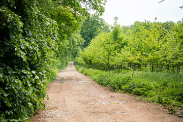 Obraz premium Waldstraße