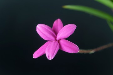 Flower of a Rhodohypoxis milloides, a small plant from South Africa.