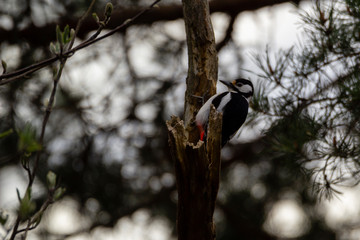Great spotted woodpecker leaning back from a tree branch.