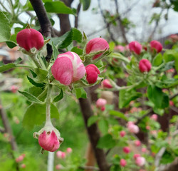 Young flowers on an Apple tree in spring
