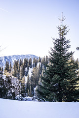 snow covered trees in mountains, Switzerland alps