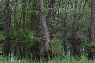 Obraz premium Marshland, tree roots above the water.